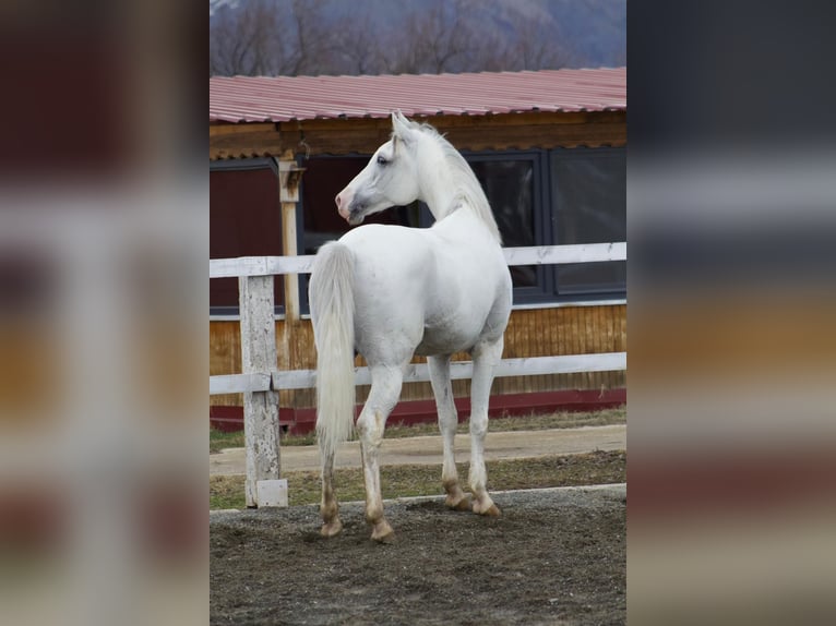 Arabe asil Étalon 7 Ans 163 cm Blanc in Erzincan