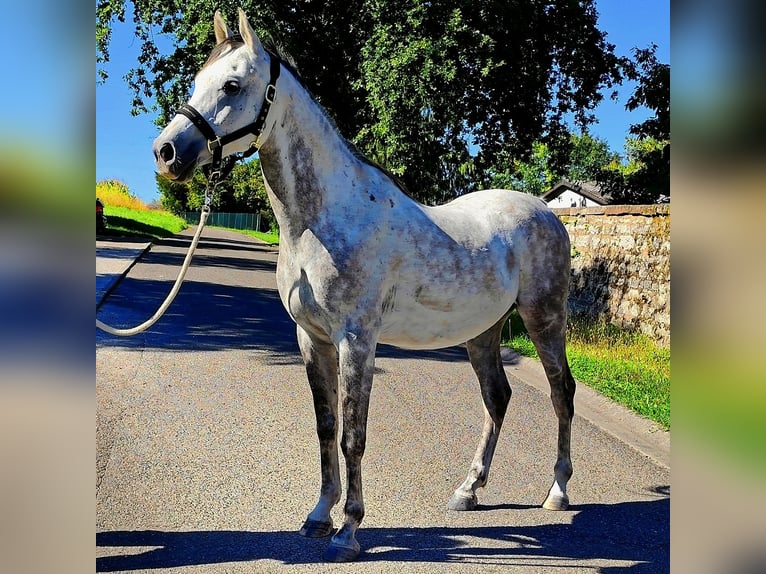 Arabe asil Hongre 10 Ans 155 cm Gris in Gersheim