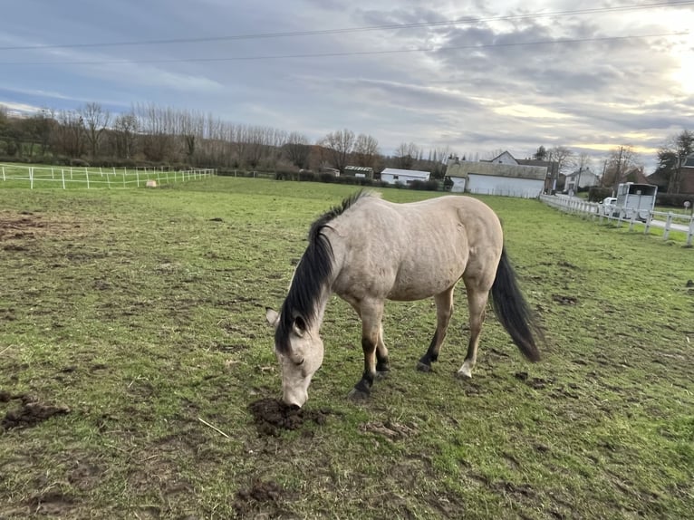 Arabe asil Croisé Hongre 11 Ans 138 cm Isabelle in OBIES