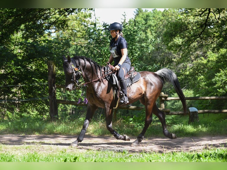 Arabe asil Hongre 11 Ans 158 cm Rabicano in Bürstadt