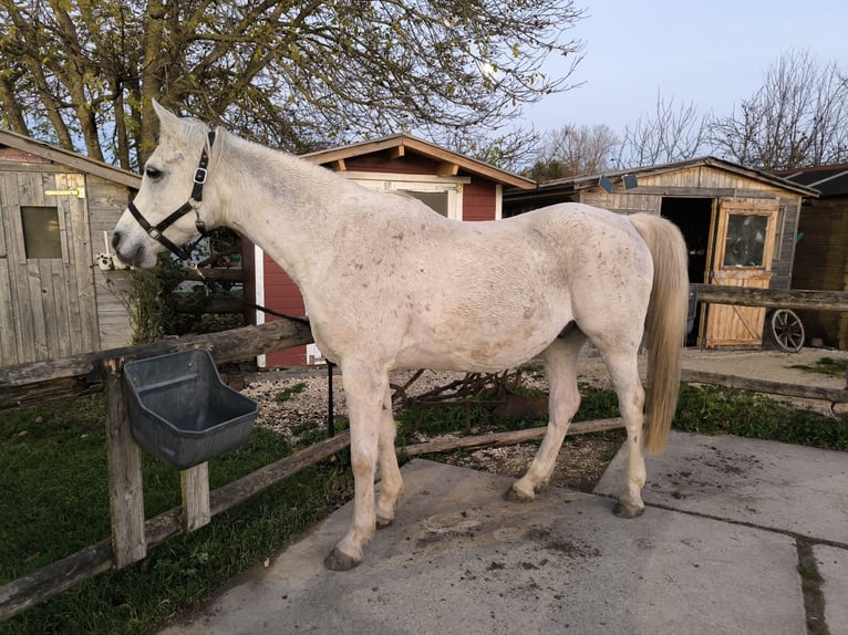 Arabe asil Hongre 14 Ans 153 cm Gris in Sontheim an der Brenz