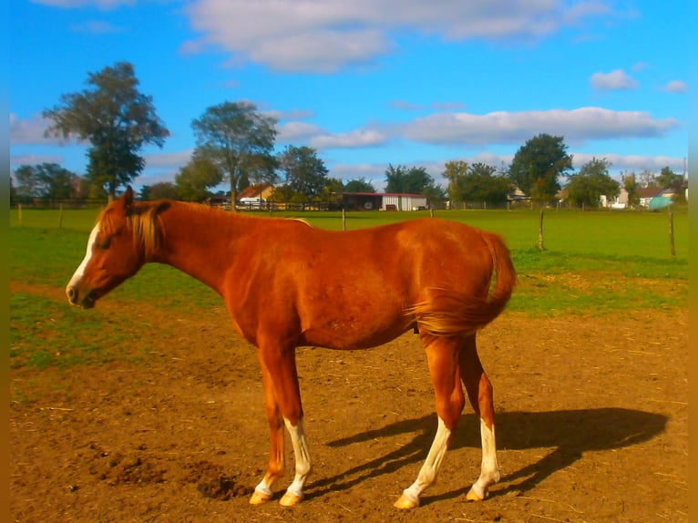 Arabe asil Croisé Hongre 1 Année 140 cm Alezan in Moulins