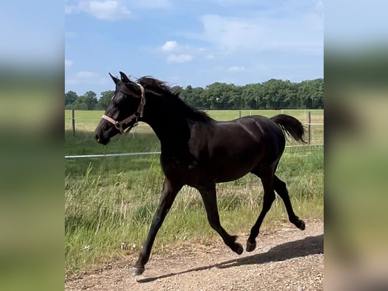 Arabe asil Hongre 1 Année 147 cm Noir in VERNON