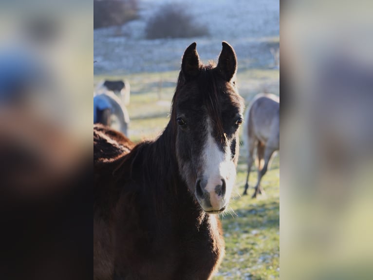 Arabe asil Hongre 2 Ans 152 cm Peut devenir gris in Reutlingen