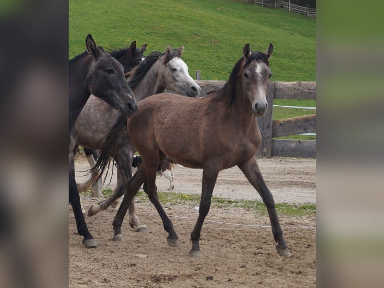 Arabe asil Hongre 2 Ans 155 cm Gris (bai-dun) in Achenkirch