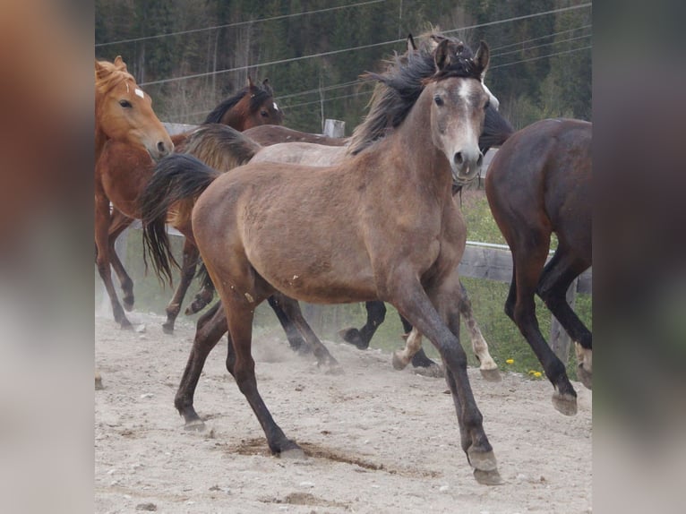 Arabe asil Hongre 2 Ans 155 cm Gris (bai-dun) in Achenkirch