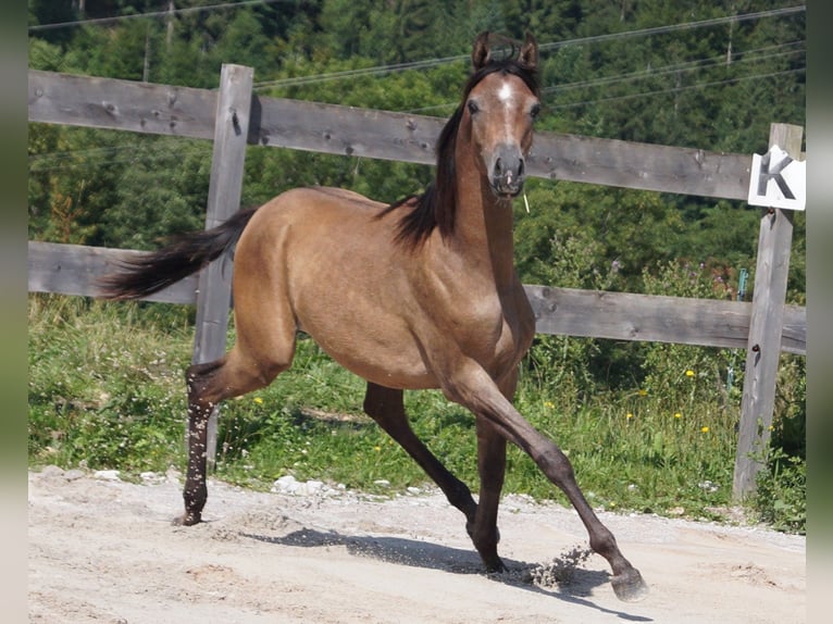 Arabe asil Hongre 2 Ans 155 cm Gris (bai-dun) in Achenkirch