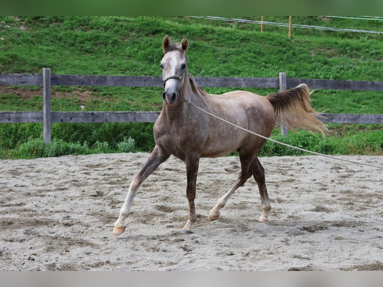 Arabe asil Hongre 2 Ans 158 cm Gris (bai-dun) in Achenkirch