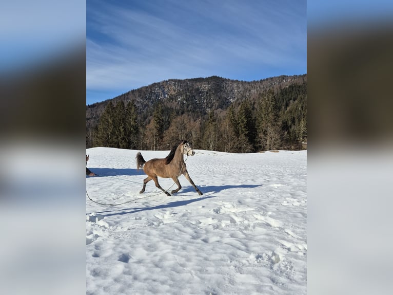 Arabe asil Hongre 3 Ans 155 cm Gris in Achenkirch