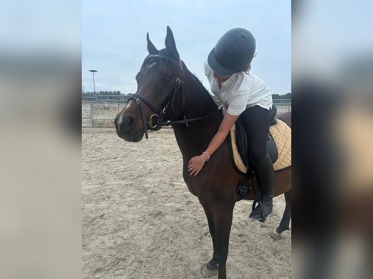 Arabe asil Hongre 4 Ans 150 cm Bai in Spaarndam