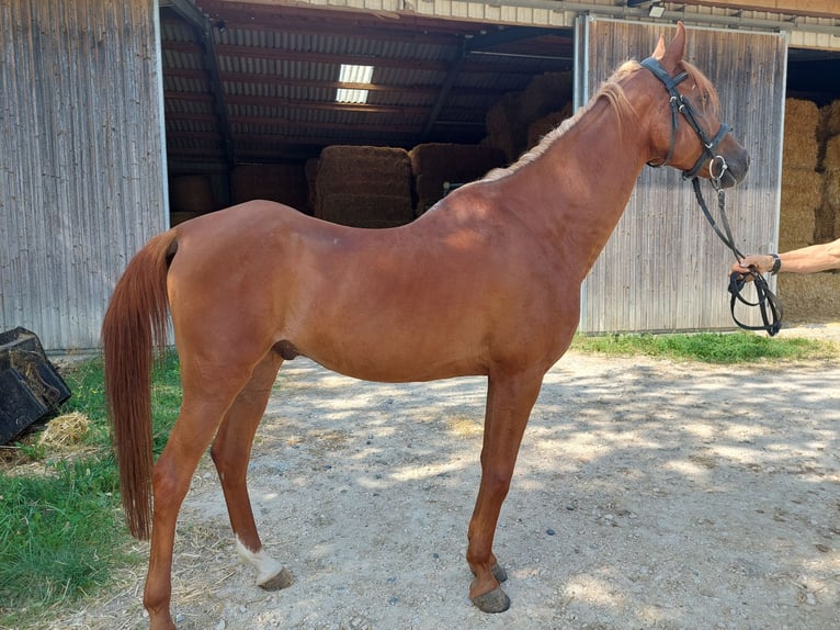 Arabe asil Hongre 8 Ans 154 cm Alezan in Stockach