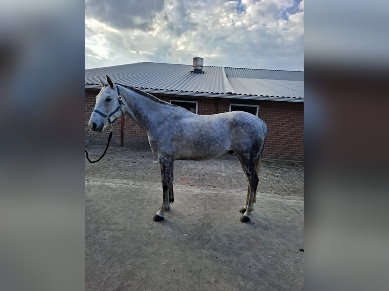 Arabe asil Hongre 8 Ans 161 cm Gris pommelé in Almelo