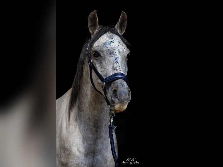 Arabe asil Hongre 9 Ans 147 cm Gris pommelé in Bernhardswald