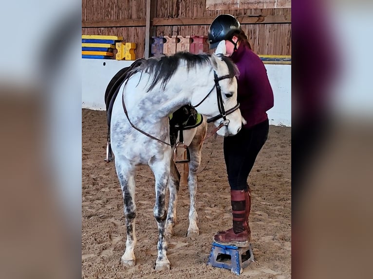 Arabe asil Hongre 9 Ans 155 cm Gris in Gersheim