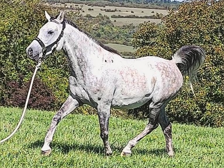 Arabe asil Hongre 9 Ans 155 cm Gris in Gersheim