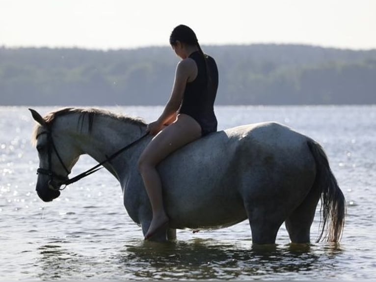 Arabe asil Jument 10 Ans 153 cm Gris in BosauBosau