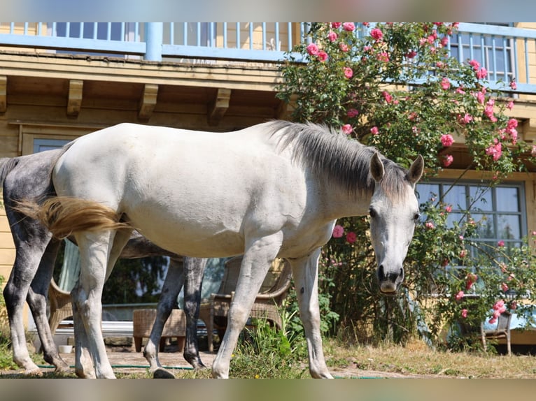 Arabe asil Jument 10 Ans 153 cm Gris in BosauBosau