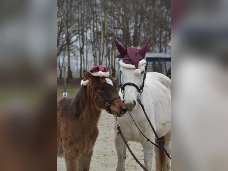 Arabe asil Jument 12 Ans 144 cm Gris in Rietberg