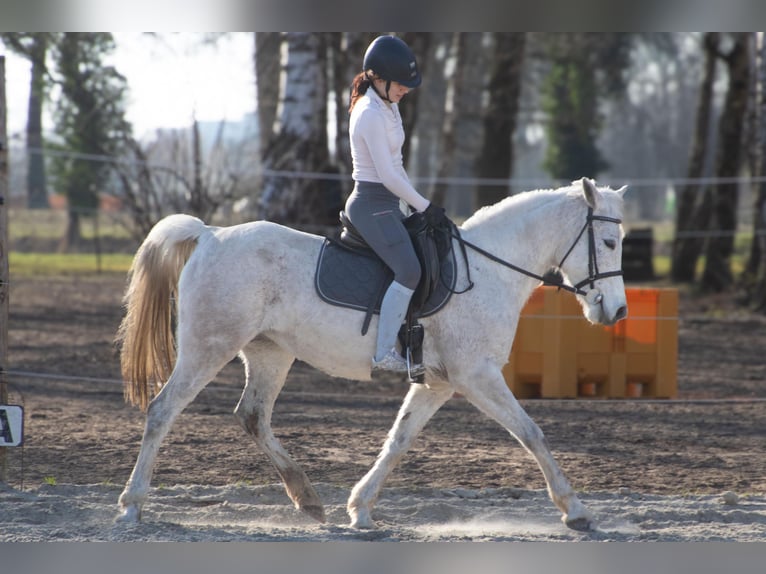 Arabe asil Jument 12 Ans 144 cm Gris in Rietberg