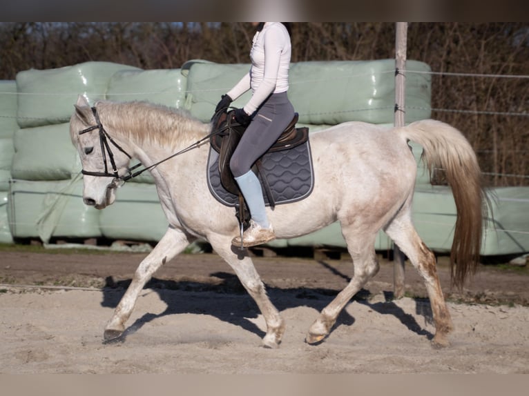 Arabe asil Jument 12 Ans 144 cm Gris in Rietberg