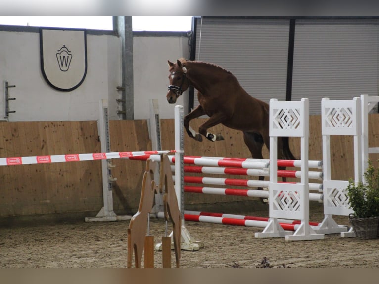 Arabe asil Jument 12 Ans 144 cm Gris in Rietberg