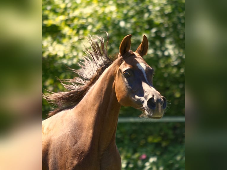 Arabe asil Jument 15 Ans Alezan brûlé in Hinterstoder