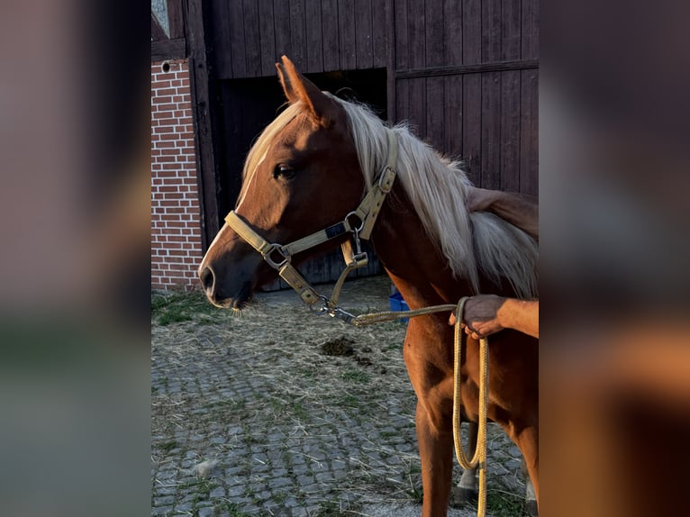 Arabe asil Jument 1 Année 155 cm Alezan brûlé in Alfeld (Leine)