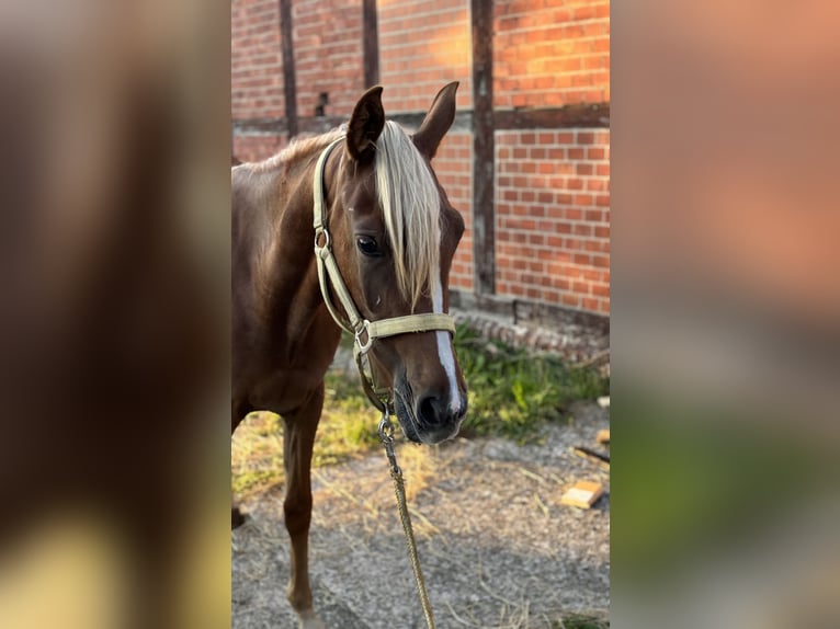 Arabe asil Jument 1 Année 155 cm Alezan brûlé in Alfeld (Leine)