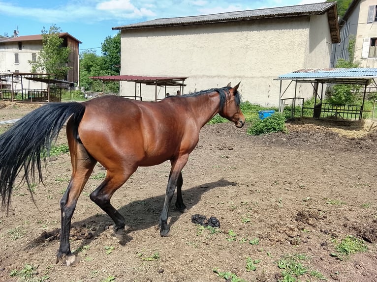 Arabe asil Jument 3 Ans 148 cm Bai in St Rambert en Bugey