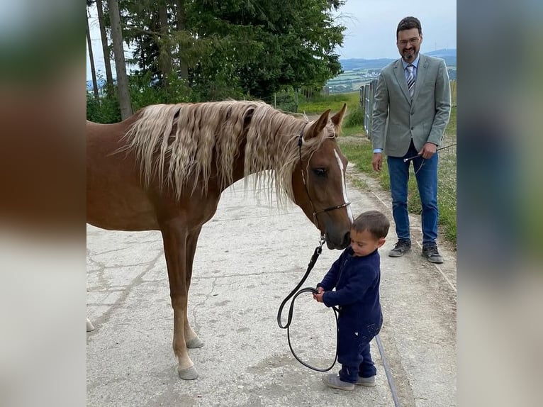 Arabe asil Jument 3 Ans 155 cm Alezan brûlé in Alfeld (Leine)