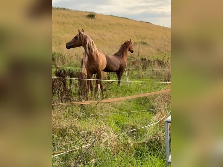 Arabe asil Jument 3 Ans 155 cm Alezan brûlé in Alfeld (Leine)