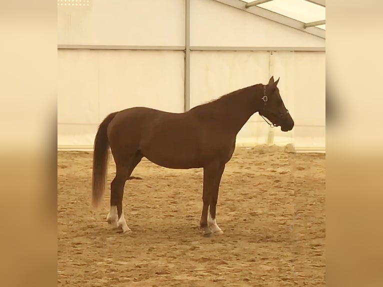 Arabe asil Jument 4 Ans 152 cm Alezan cuivré in VERNON