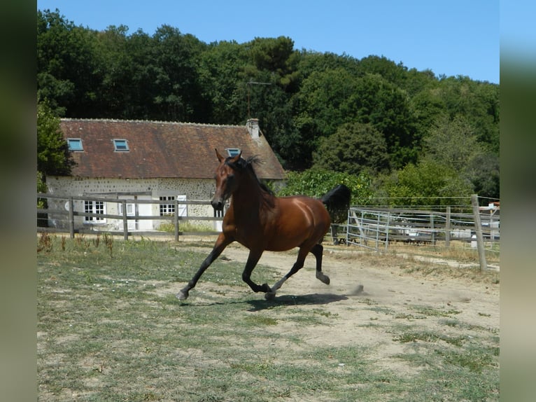 Arabe asil Jument 6 Ans 147 cm Bai in Perche-en-Nocé
