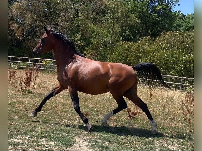 Arabe asil Jument 6 Ans 147 cm Bai in Perche-en-Nocé