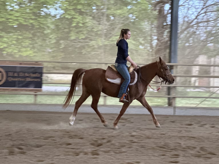 Arabe asil Jument 6 Ans 153 cm Alezan in Bad Erlach