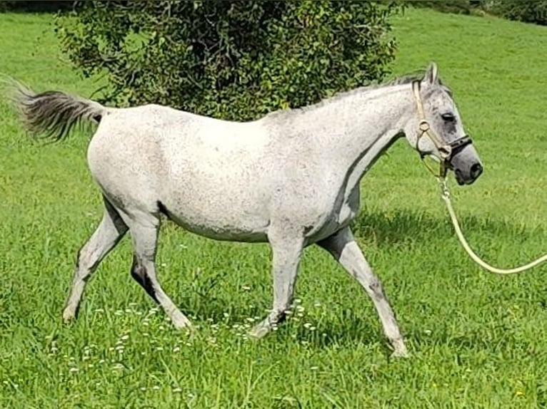 Arabe asil Jument 8 Ans 153 cm Gris in Gersheim