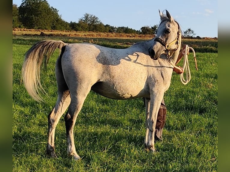 Arabe asil Jument 8 Ans 153 cm Gris in Gersheim