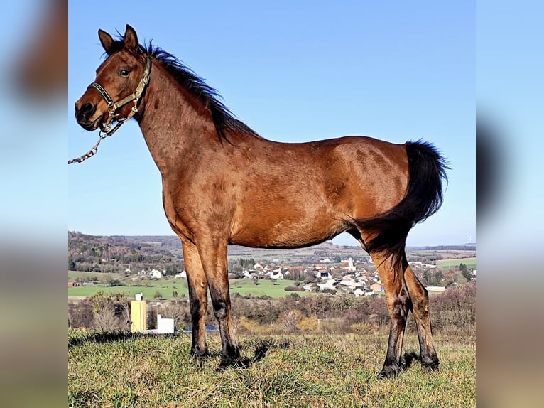 Arabe asil Jument 8 Ans Bai in Gersheim