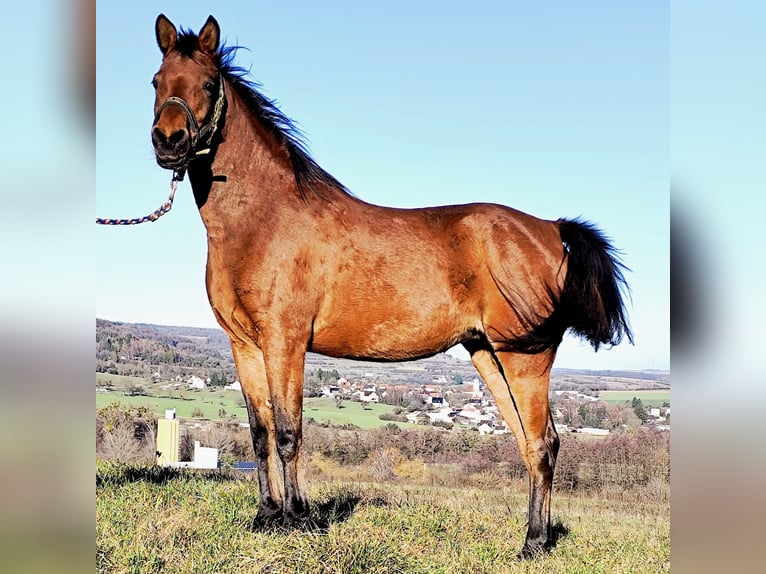 Arabe asil Jument 8 Ans Bai in Gersheim