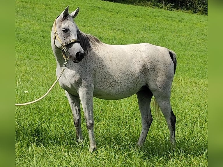 Arabe asil Jument 9 Ans 153 cm Gris in Gersheim