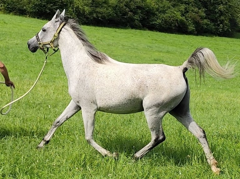 Arabe asil Jument 9 Ans 153 cm Gris in Gersheim