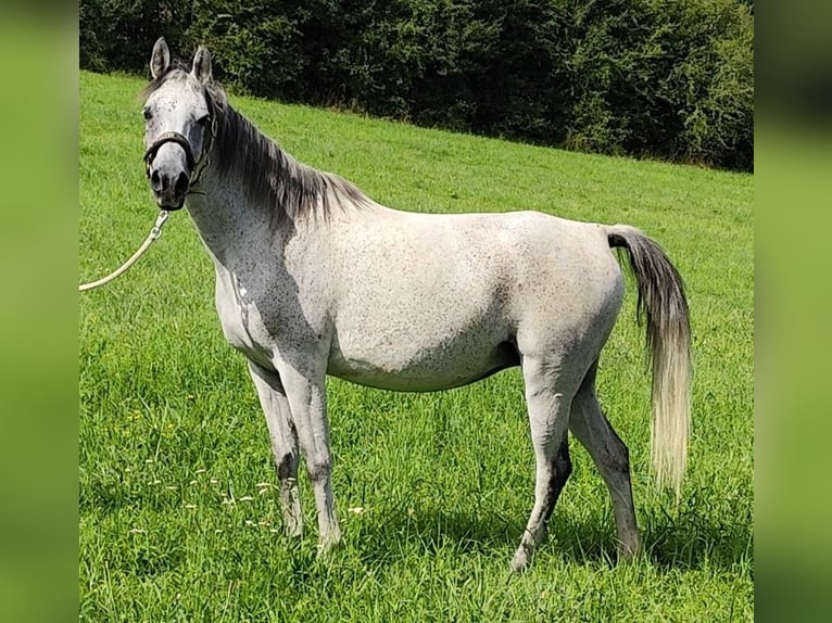 Arabe asil Jument 9 Ans 153 cm Gris in Gersheim