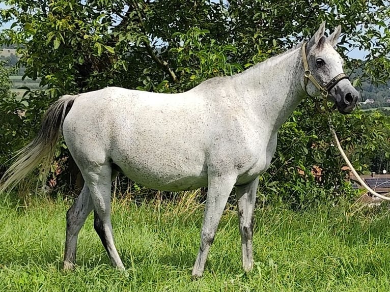 Arabe asil Jument 9 Ans 153 cm Gris in Gersheim