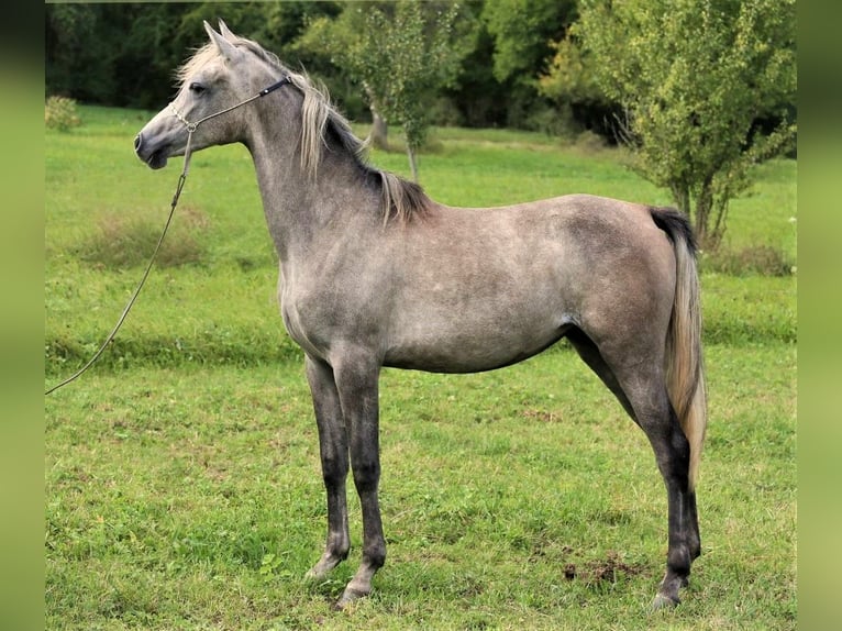 Arabe asil Jument 9 Ans 155 cm Gris in Schellweiler