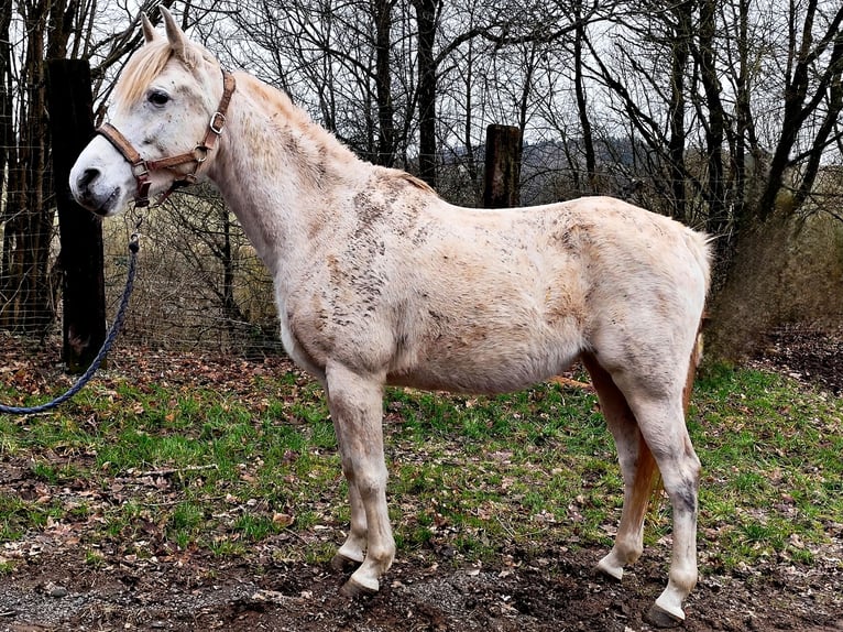 Arabe asil Jument 9 Ans 155 cm Gris in Schellweiler