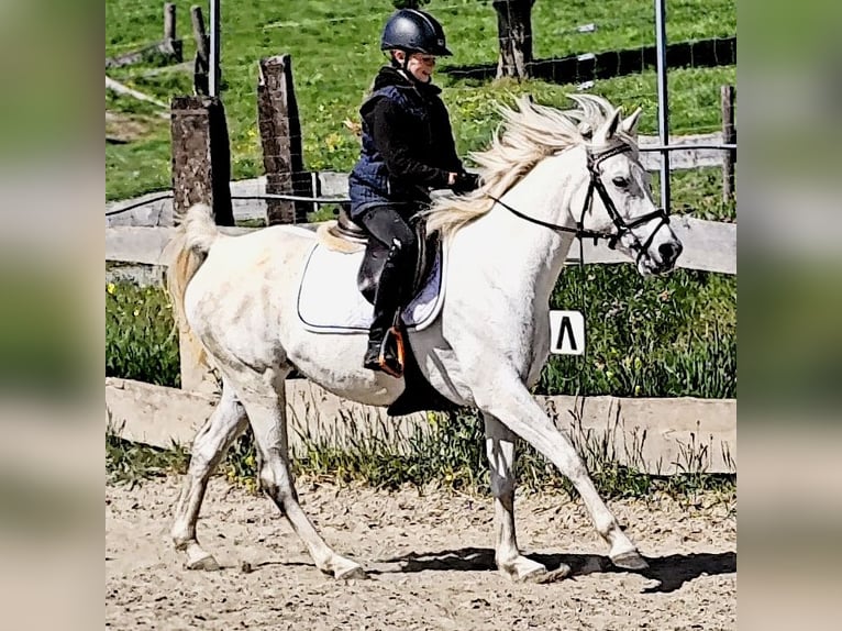 Arabe asil Jument 9 Ans 155 cm Gris in Schellweiler