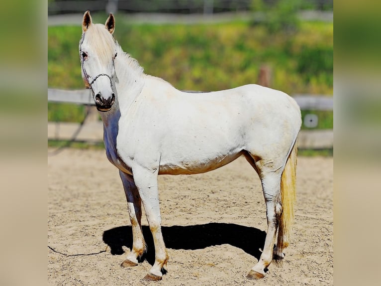 Arabe asil Jument 9 Ans 155 cm Gris in Schellweiler