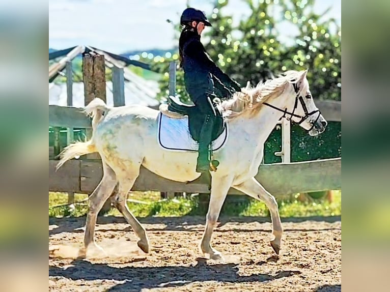 Arabe asil Jument 9 Ans 155 cm Gris in Schellweiler