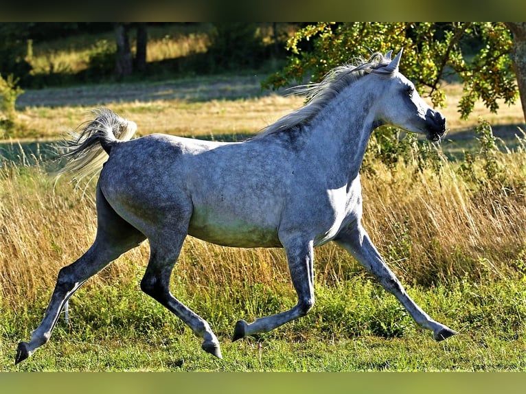 Arabe asil Jument 9 Ans 155 cm Gris in Schellweiler