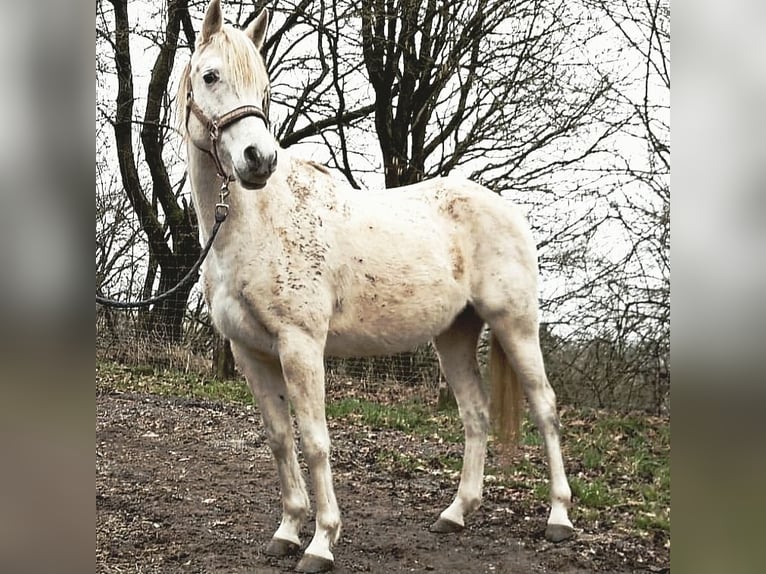 Arabe asil Jument 9 Ans 155 cm Gris in Schellweiler